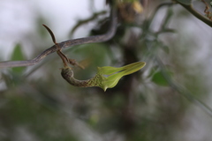 Ceropegia juncea